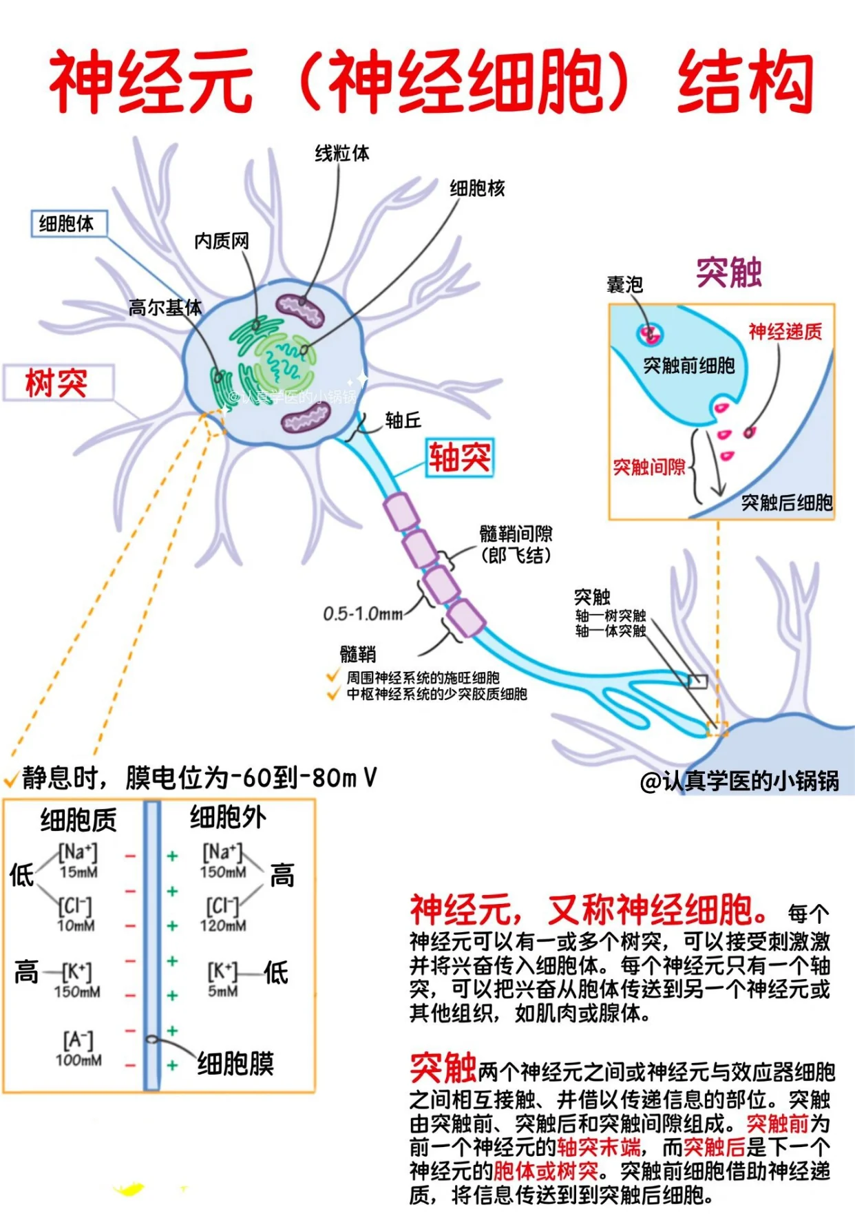 neural_structure